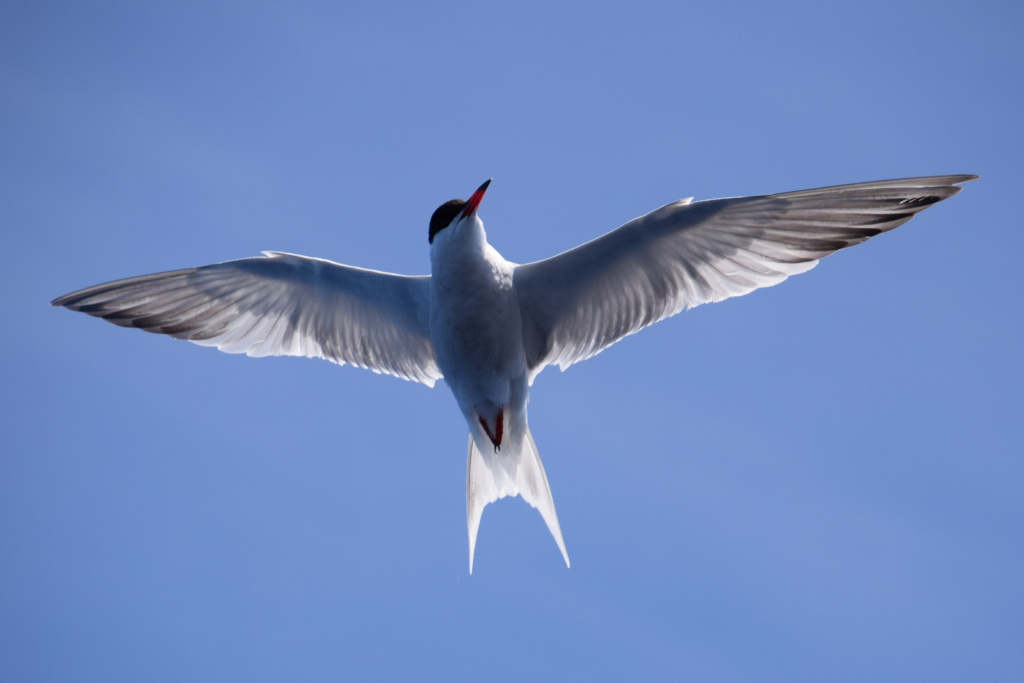 Seagull flying in blue sky in Tenerife.