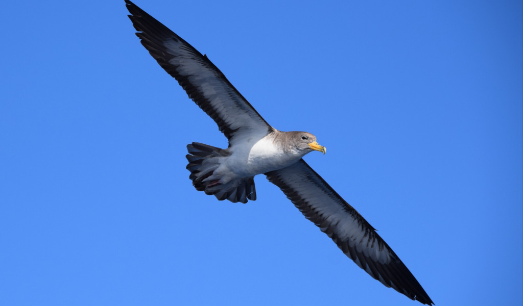 Bird flying in the blue sky over Tenerife.