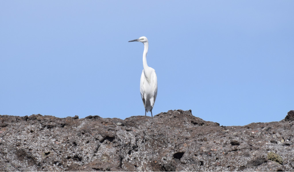 White heron standing on a rock in Tenerife under a blue sky.