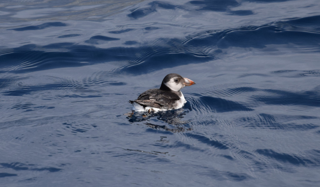 Puffin floating on the water near Tenerife.