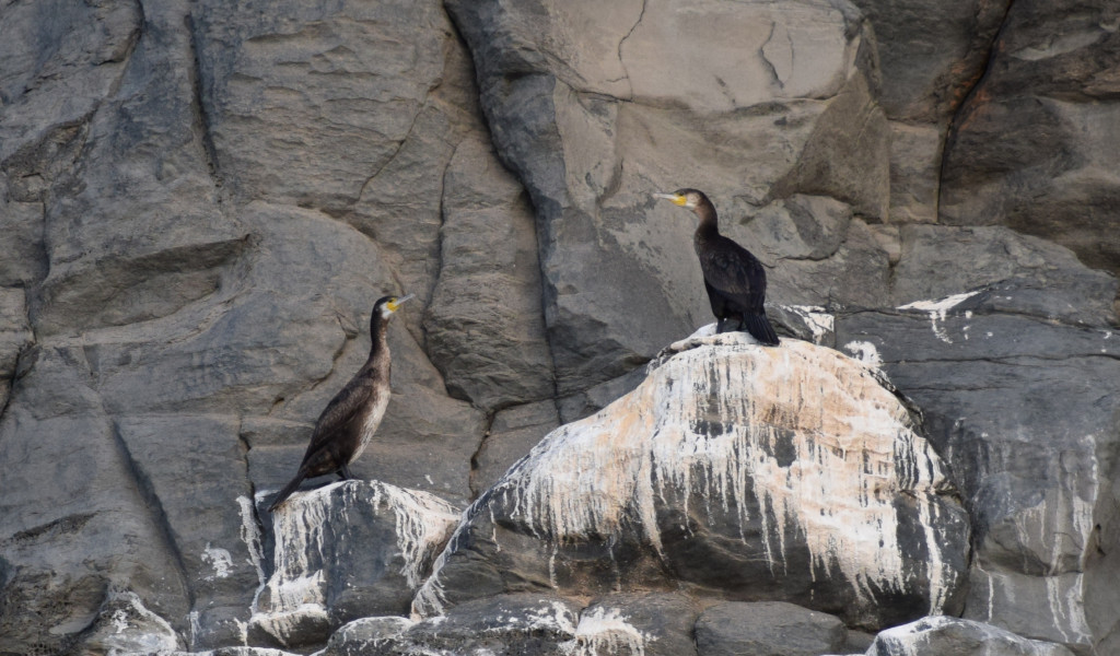 Cormorants perched on rocks in Tenerife.
