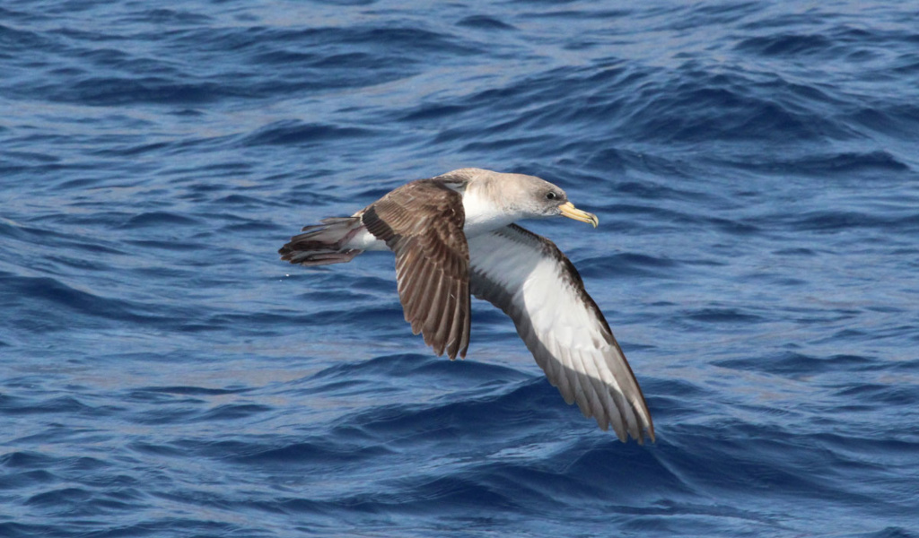 Cory's shearwater flying over the sea in Tenerife.