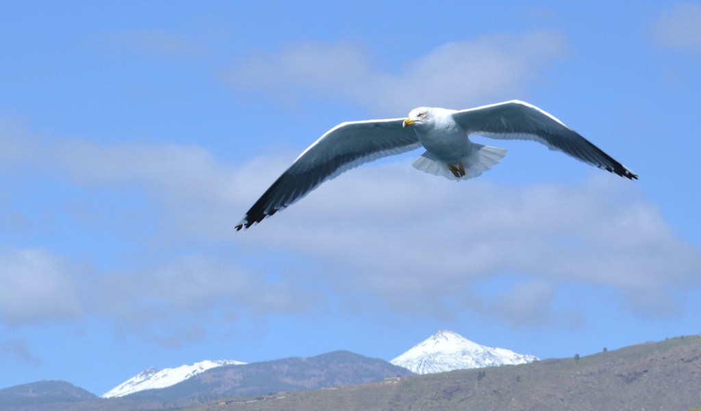Seagull flying with snow-capped mountains of Tenerife in the background.