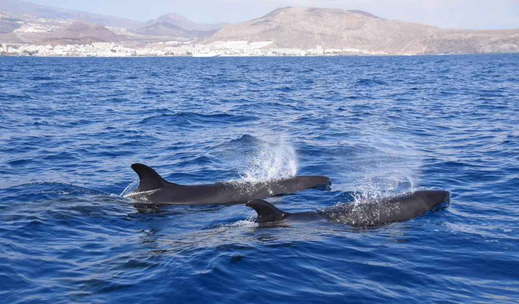 Whales swimming in the sea off the coast of Tenerife.