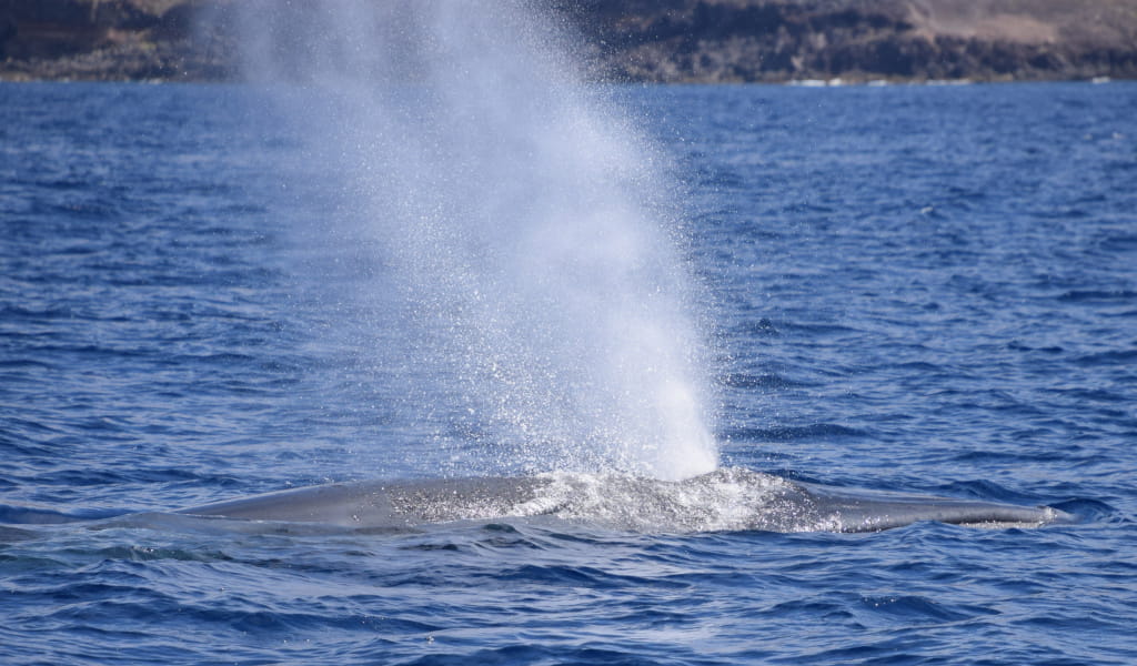 Whale expels water into the sea near Tenerife.