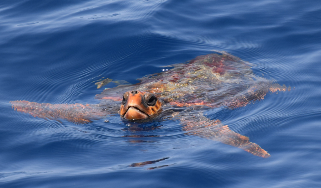 Turtle swimming in the sea near the coast of Tenerife.