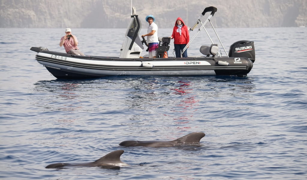 Boat with tourists watching dolphins in the sea near Tenerife.