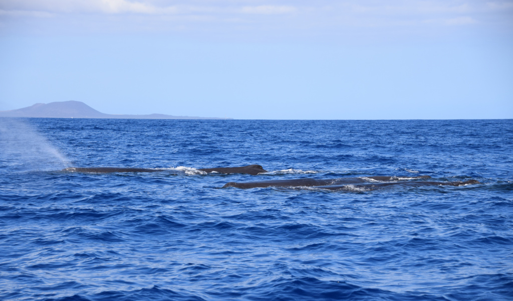 Whales in the ocean off the coast of Tenerife.