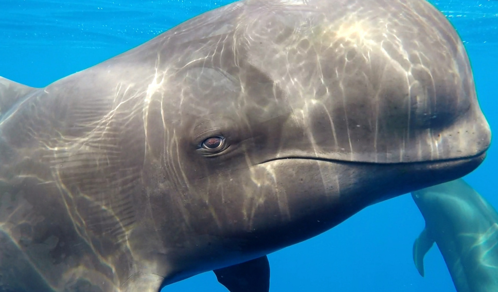 Whale in crystal clear waters near Tenerife.