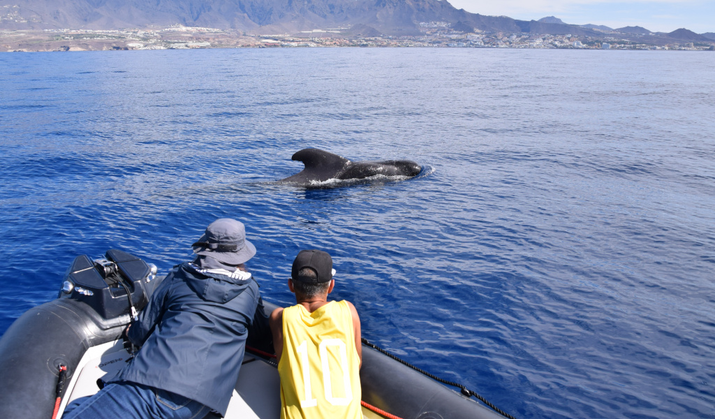 People watching a whale in the waters of Tenerife from a boat.