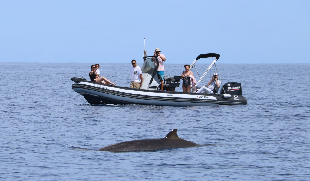 Boat with tourists whale watching in the waters of Tenerife.