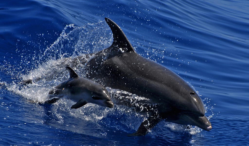 Dolphins swimming in the waters of Tenerife.