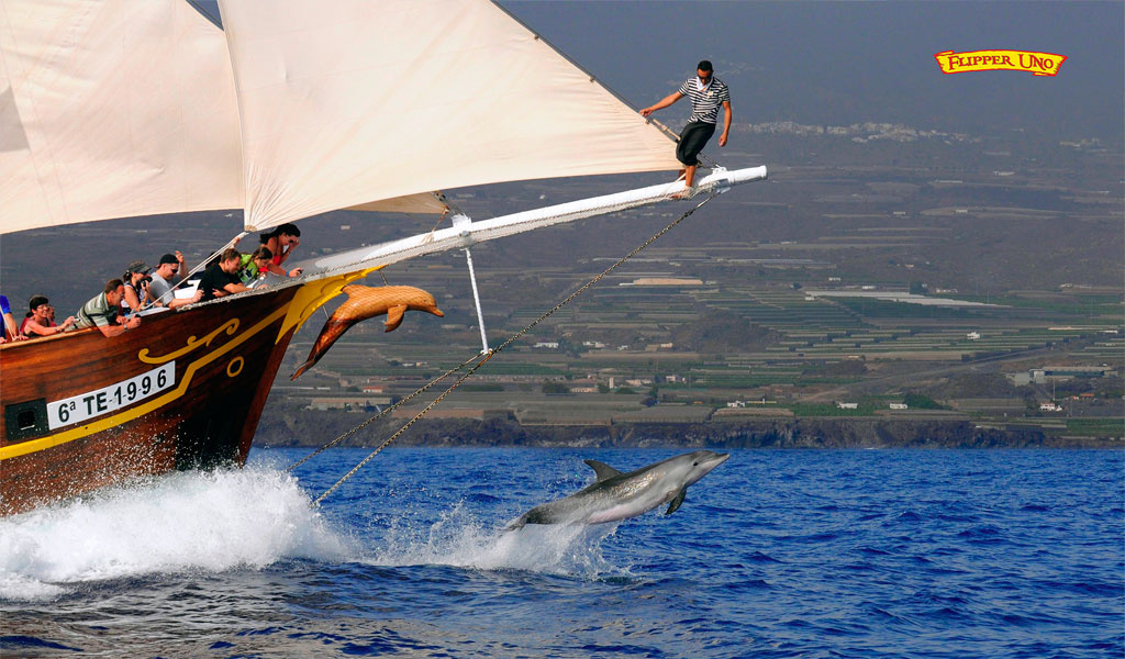 Boat with tourists in Tenerife watching dolphin jumping in the sea.