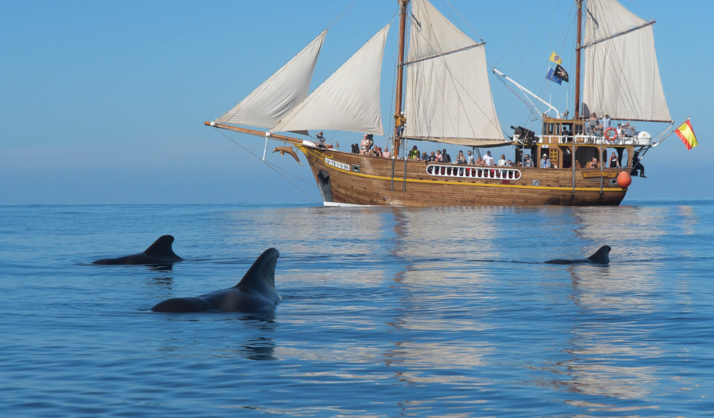 Sailing boat in the sea with dolphins near Tenerife.