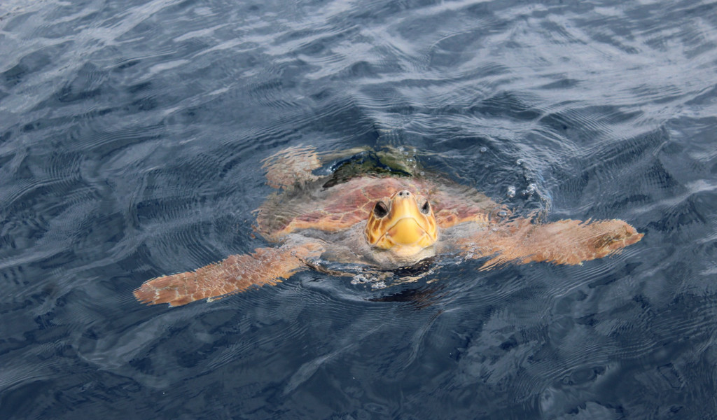 Sea turtle swimming in the ocean near Tenerife.