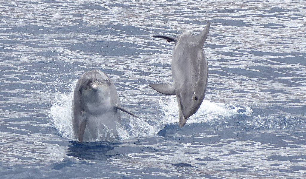 Dolphins jumping in the sea near Tenerife.