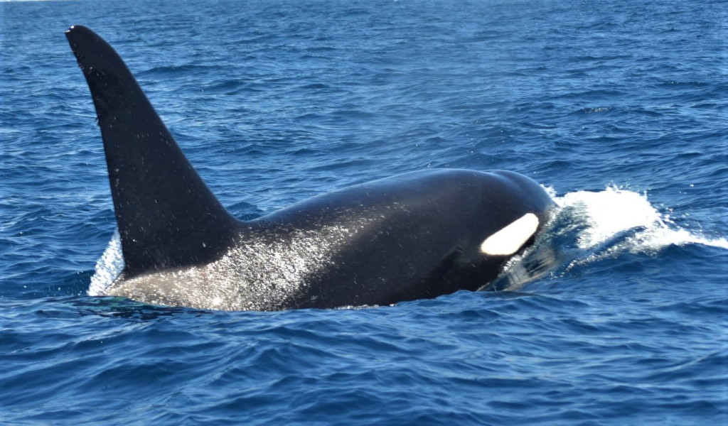 Orca swimming in the ocean near Tenerife.