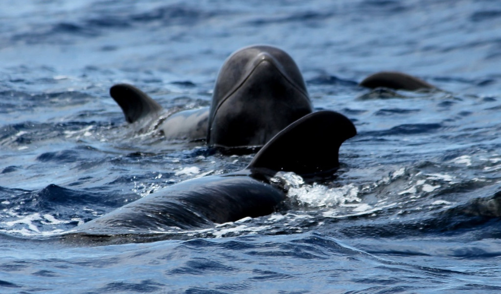 Pilot whales swimming in the sea near Tenerife.