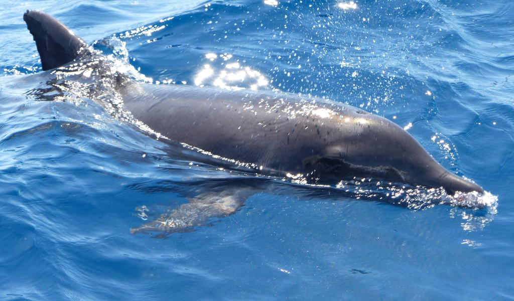 Dolphin swimming in the sea near Tenerife.