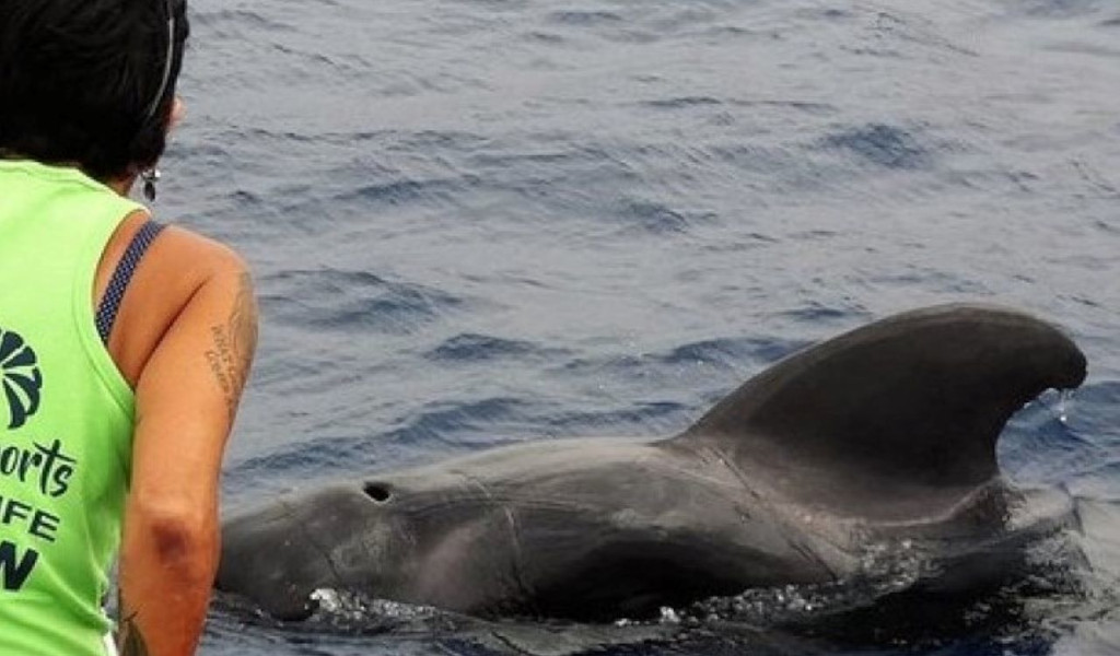 Person watching a dolphin in the sea near Tenerife.