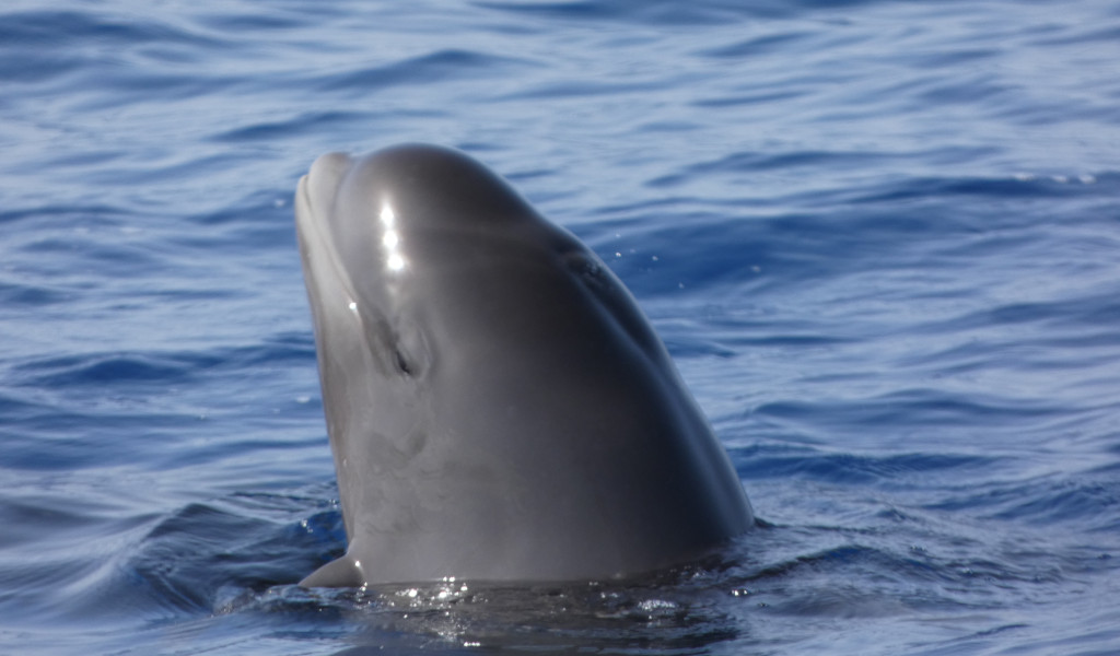 Pilot whale poking its head into the sea near Tenerife.