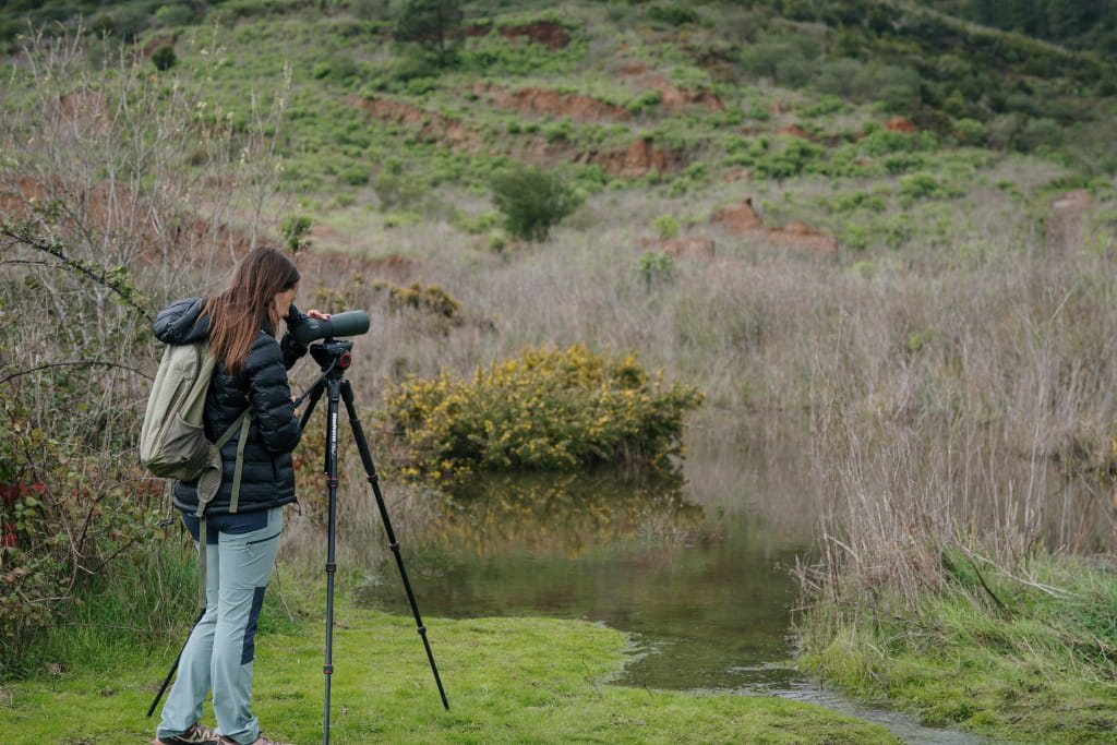 Observacion aves