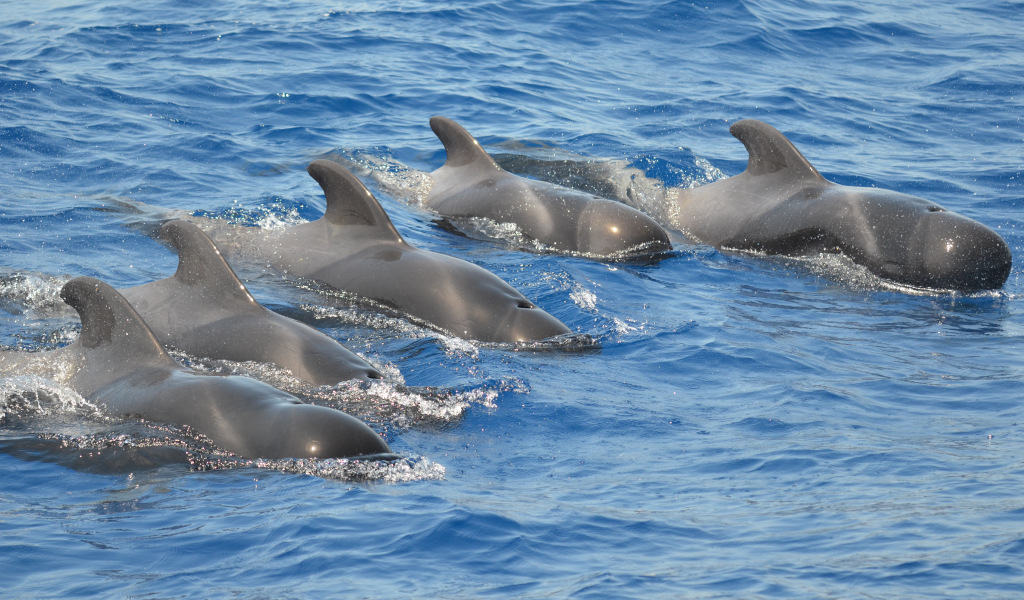 Pilot whales swimming in the waters of Tenerife.