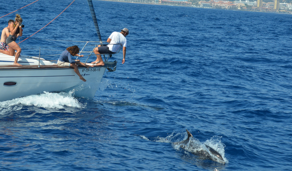 People watch dolphins from a sailboat off the coast of Tenerife.