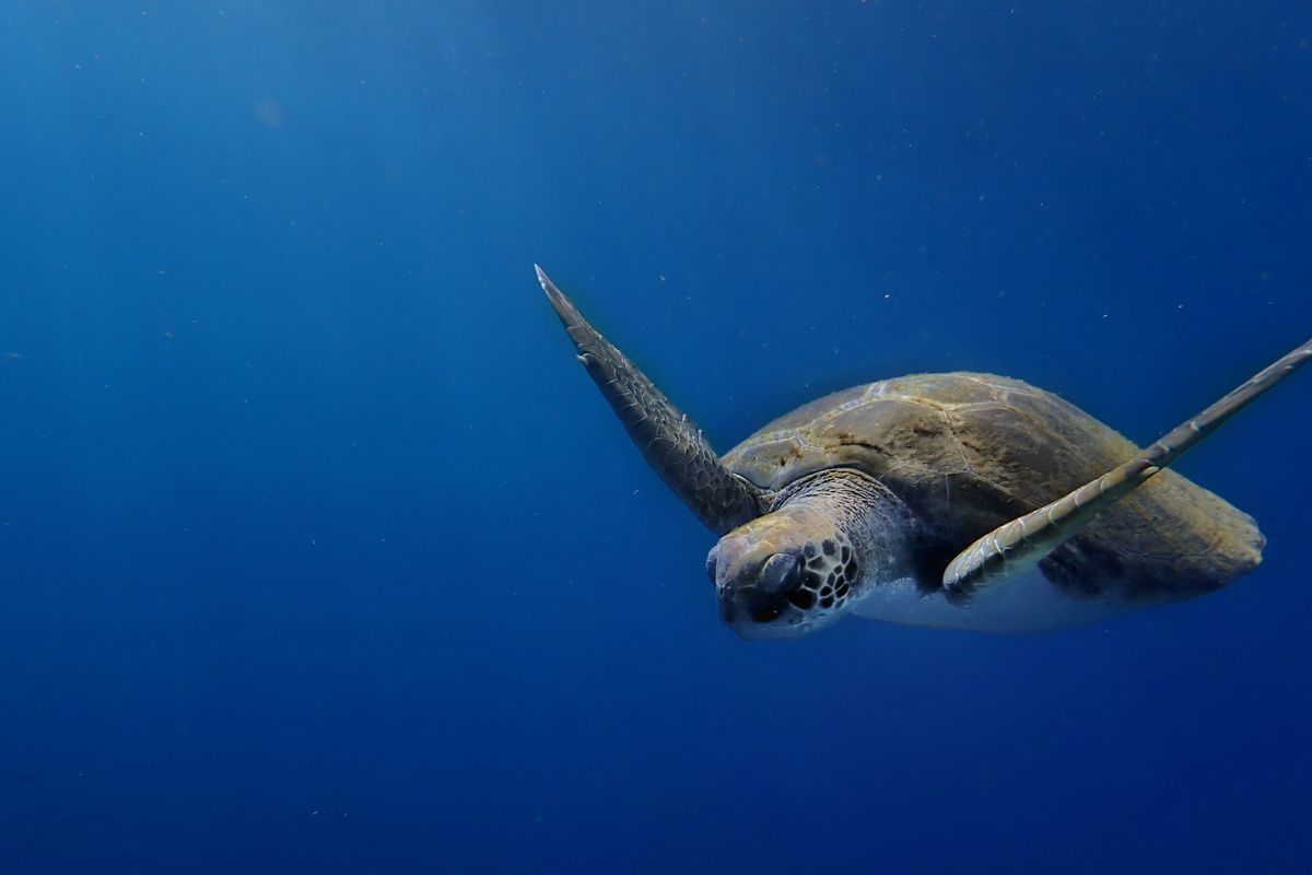 Turtle swimming in the ocean near Tenerife.