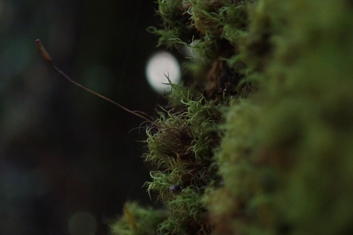 Moss and small plants growing on a trunk in Tenerife.