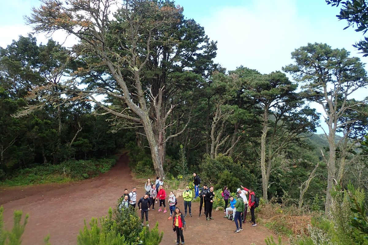 Group of hikers on a tree-lined trail in Anaga, Tenerife.
