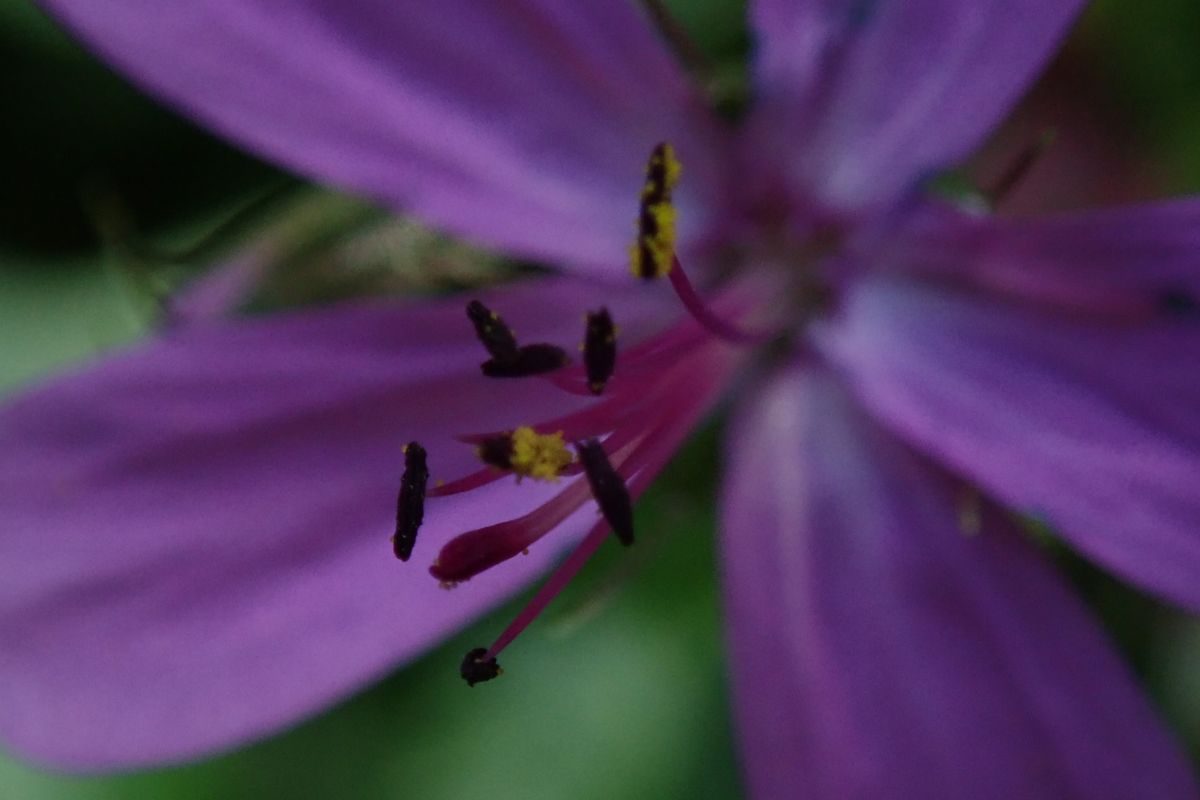 Purple flower with yellow stamens and spreading petals in Tenerife.