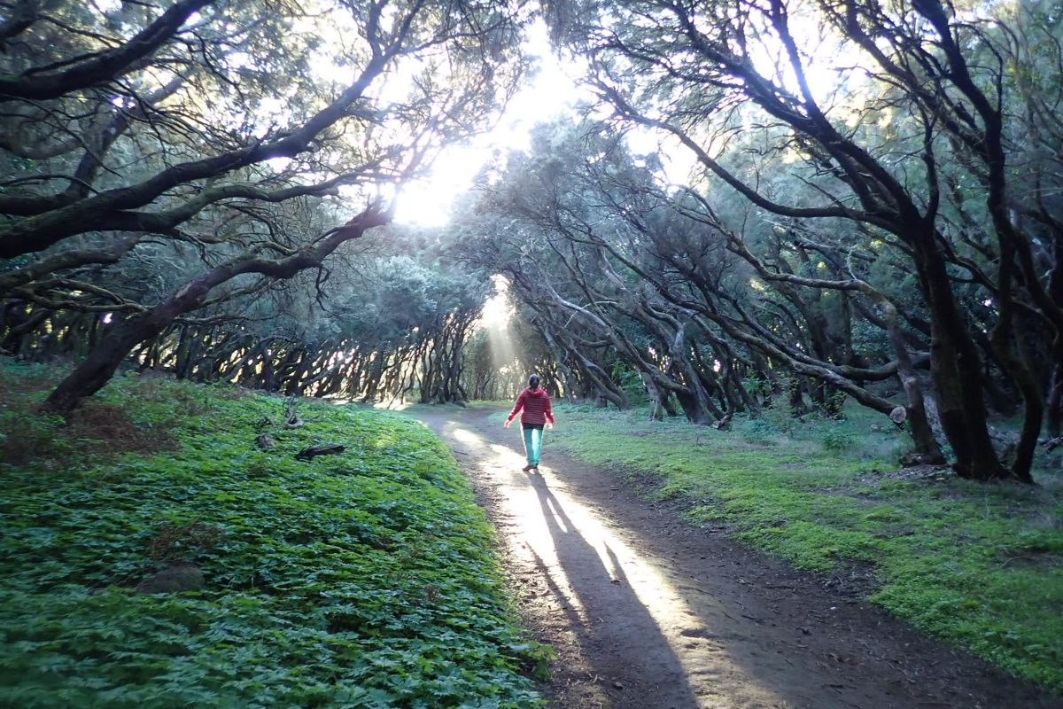 Person walking among trees on a path in Anaga Rural Park, Tenerife.