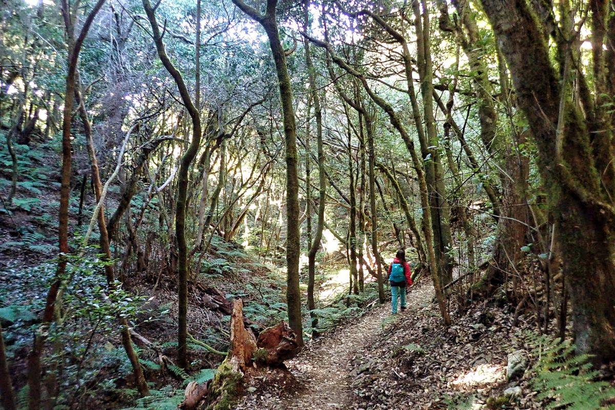Person walking on Anaga forest trail, Tenerife.