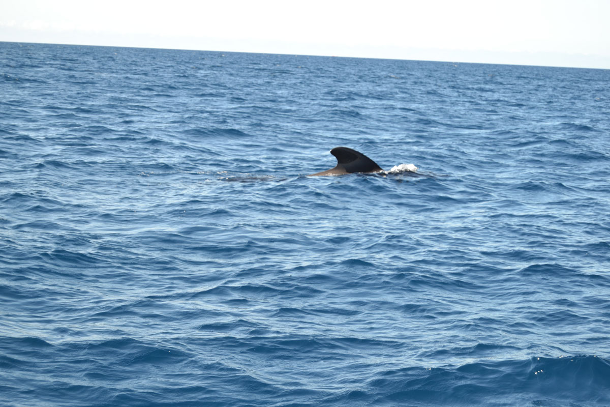 Pilot whale fin emerging from the water off the coast of Tenerife.