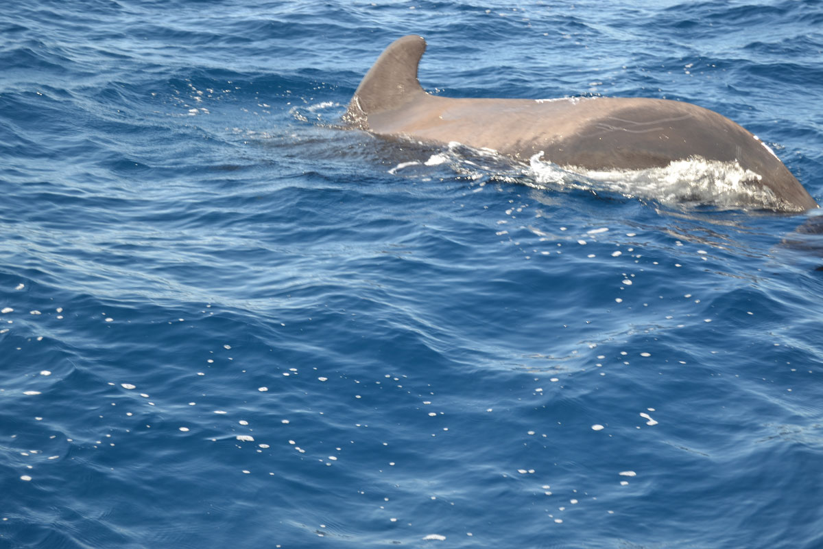 Pilot whale swimming in the water off the coast of Tenerife.