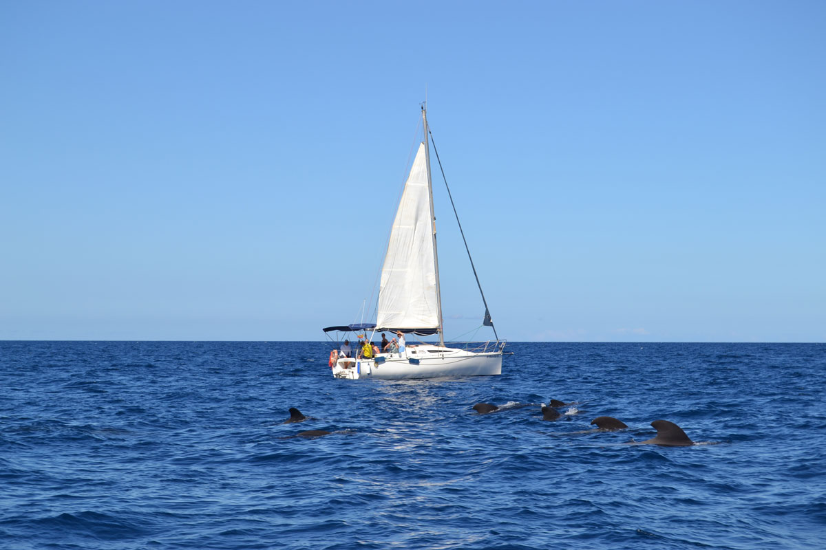 Sailboat and dolphins in the sea near Tenerife.