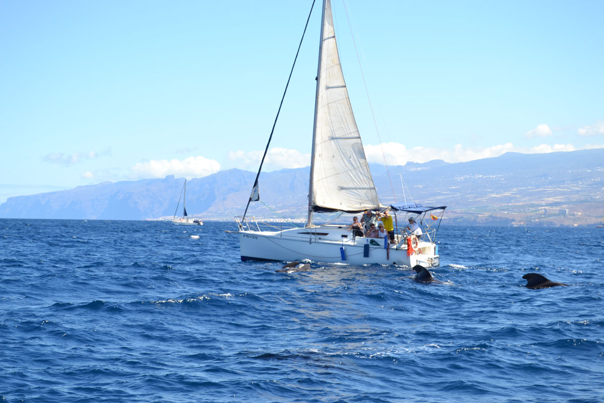 Sailboat sailing with dolphins near the coast of Tenerife.