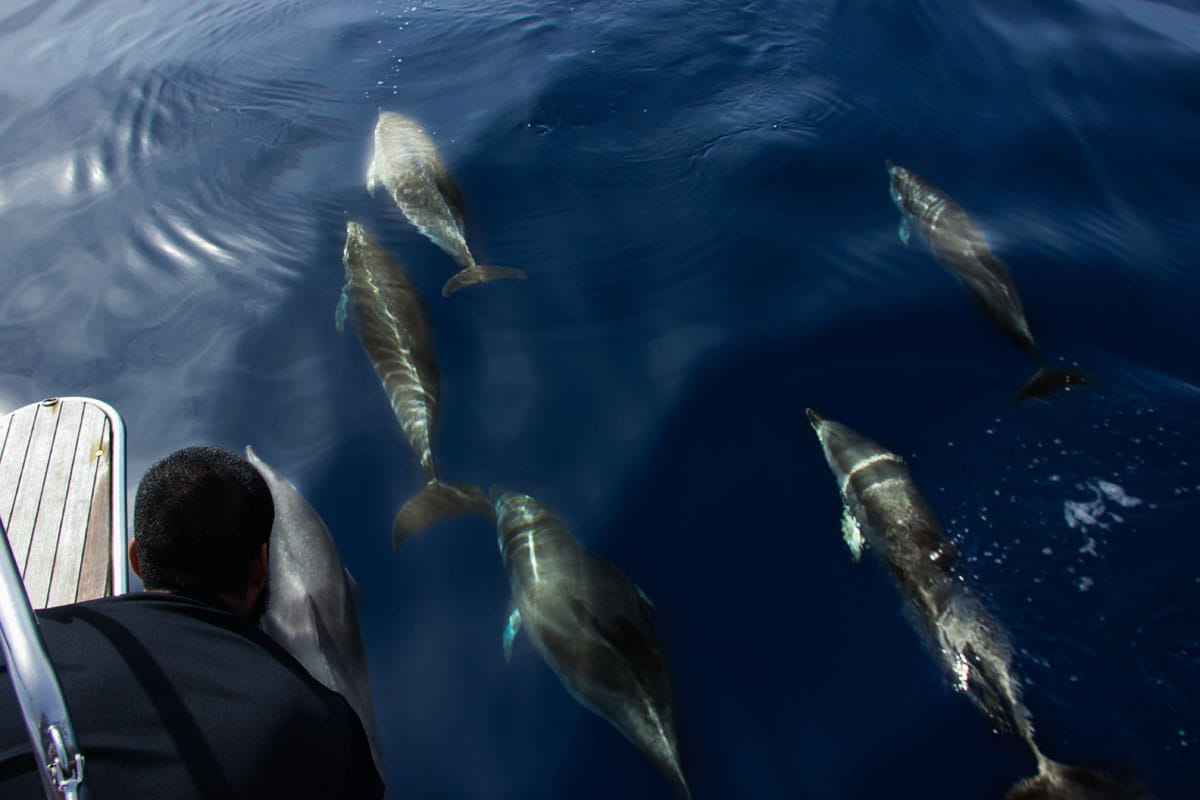 Dolphins swimming near a boat in the sea of Tenerife.