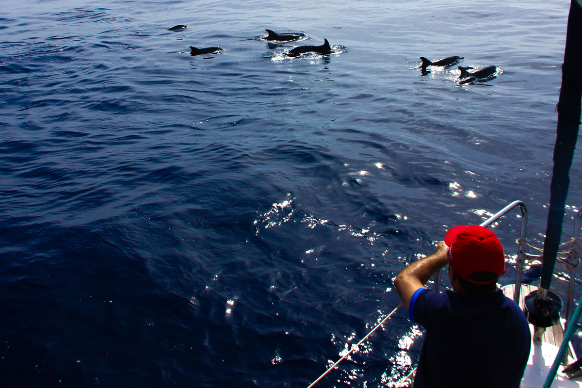 Dolphins swimming next to a boat near the coast of Tenerife.