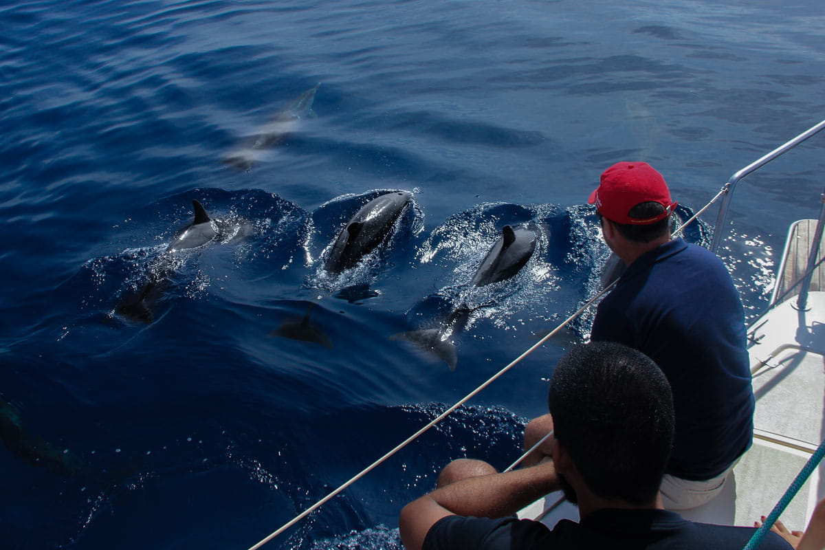 Dolphins swimming near a boat in Tenerife.