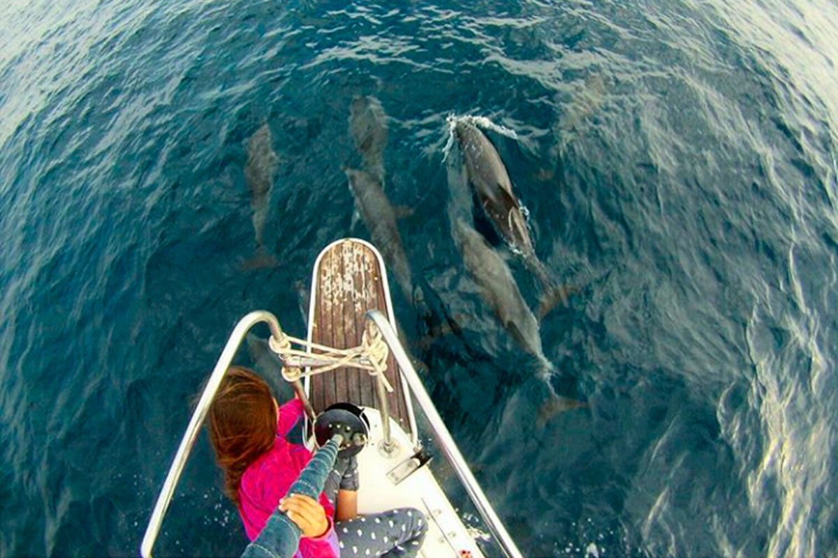 Person watching dolphins from a boat in the waters of Tenerife.