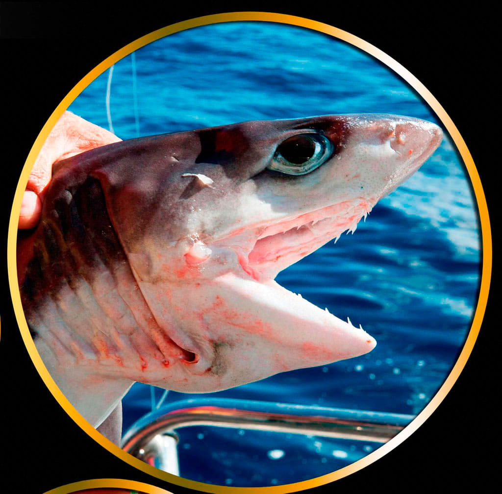 Small shark caught in the sea near Tenerife.