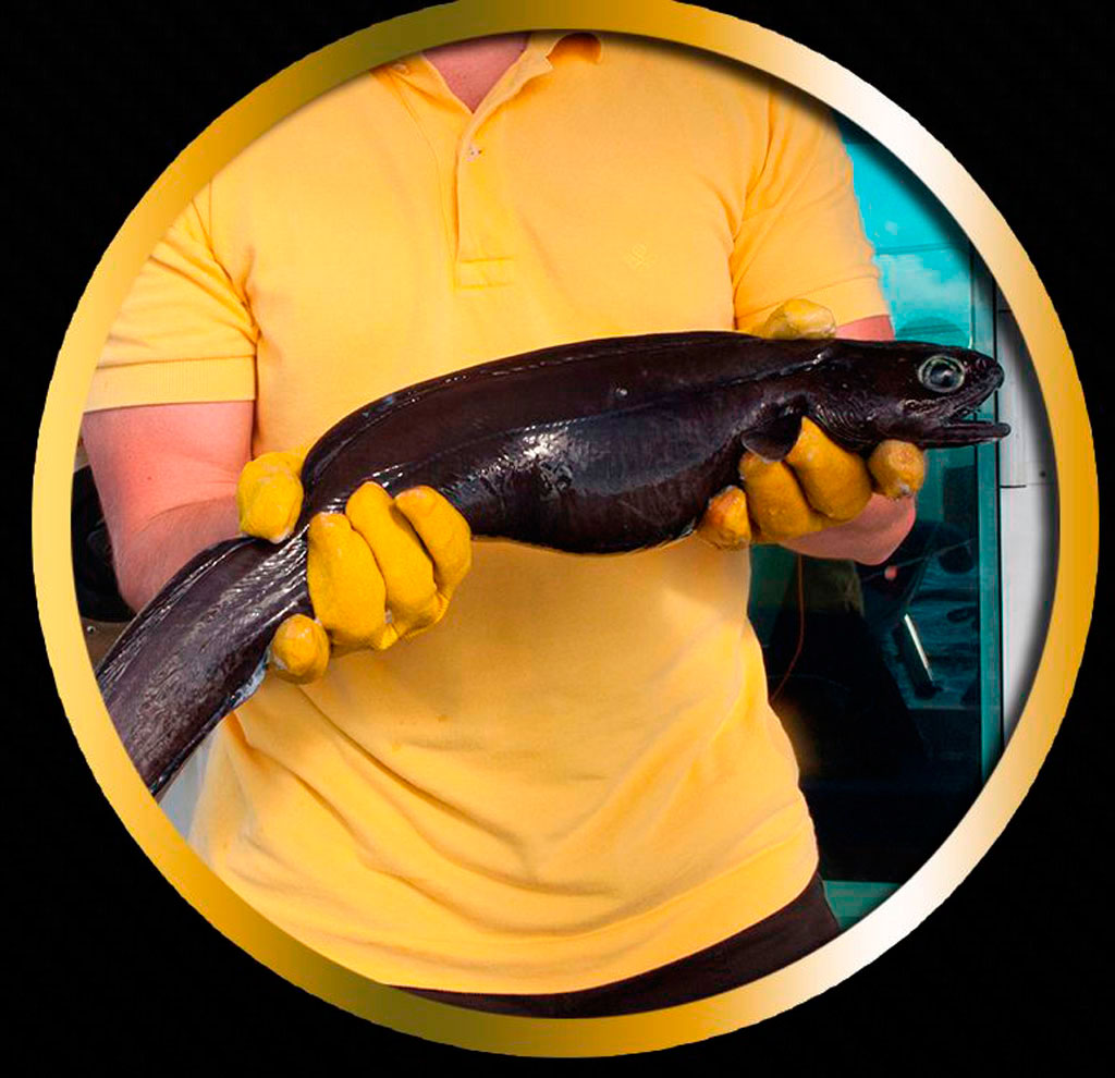Person holding big black fish with yellow gloves in Tenerife.
