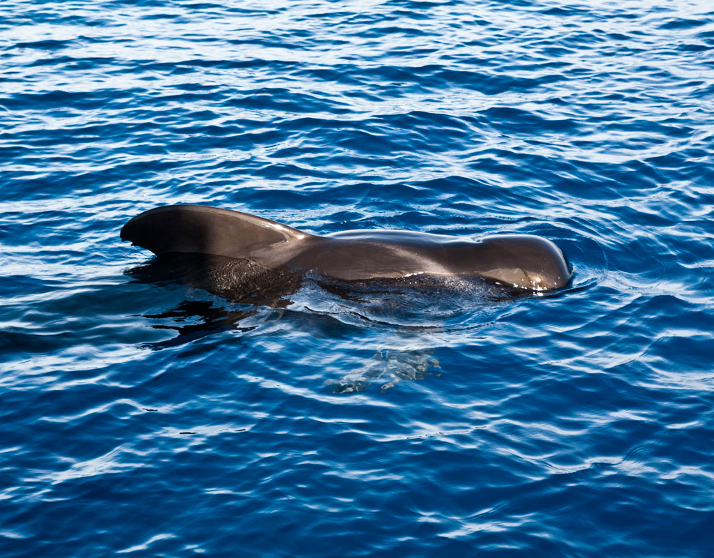 Pilot whale swimming in the waters of Tenerife.
