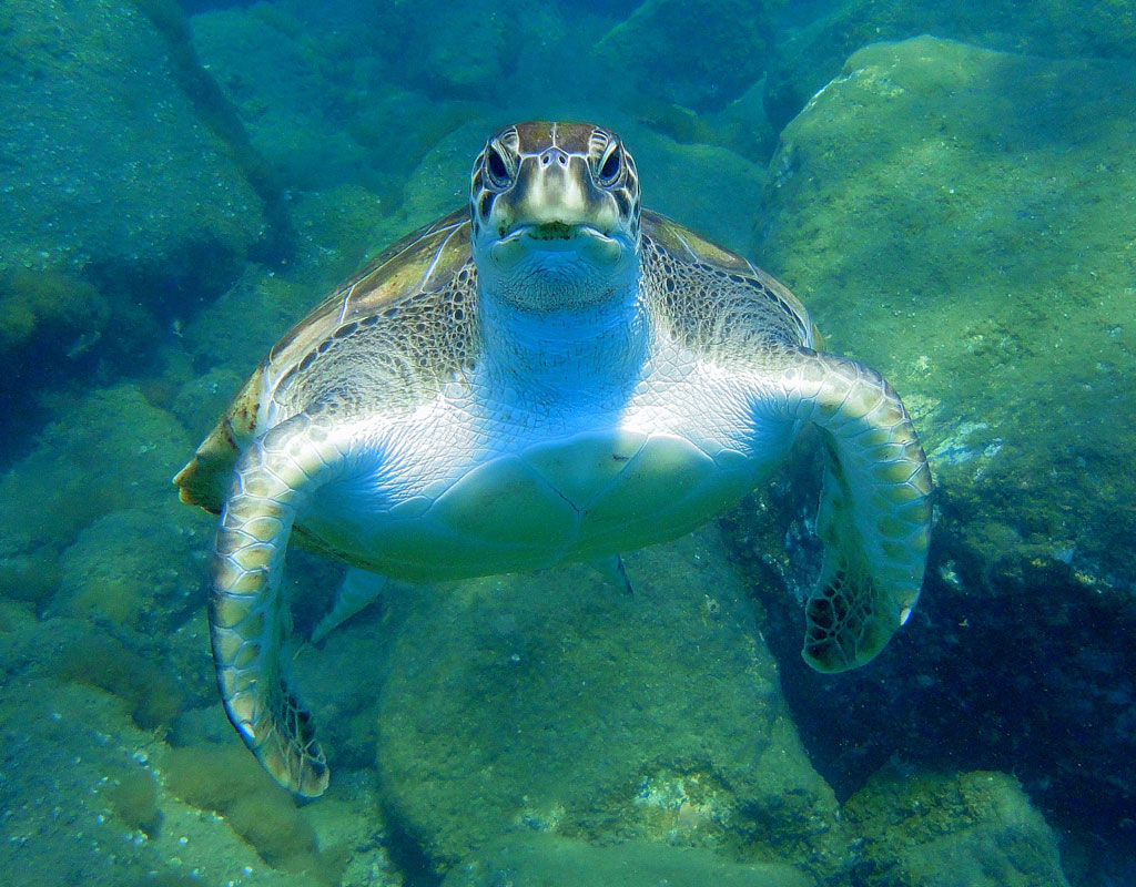 Turtle swimming in crystal clear waters in Tenerife.