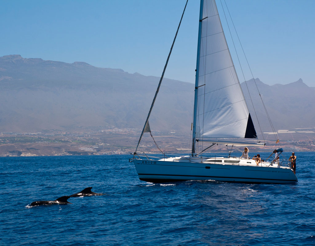 Sailboat sailing alongside dolphins on the coast of Tenerife.