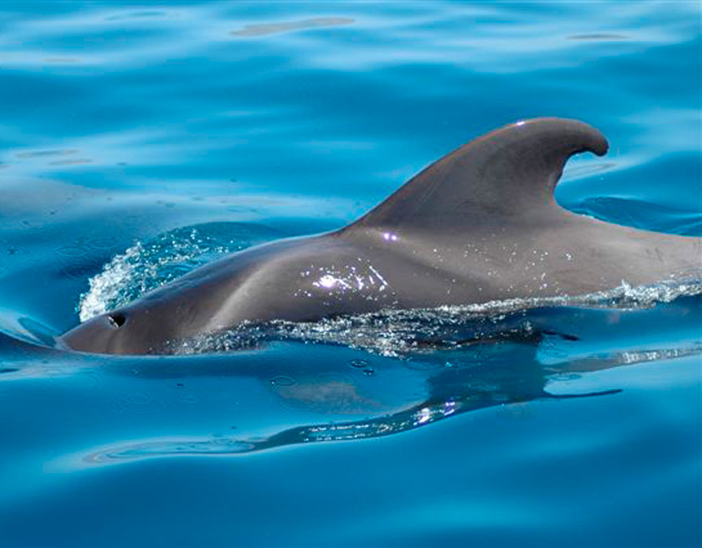 Dolphin swimming in blue waters near Tenerife.