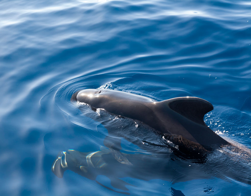 Pilot whale swimming in the waters of Tenerife.