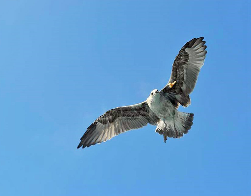 Bird flying in blue sky in Tenerife.